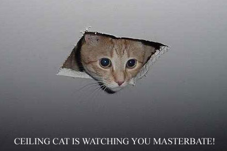 [Image: ceiling_cat1.jpg?w=468&h=313]